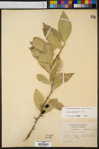 Sideroxylon lycioides image