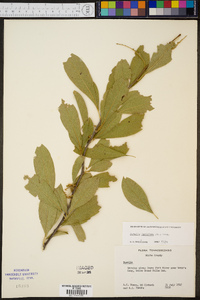 Sideroxylon lycioides image