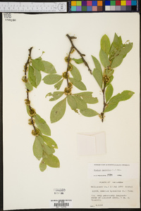 Sideroxylon lycioides image