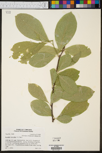 Sideroxylon lycioides image