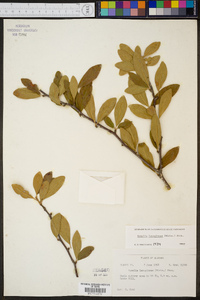 Sideroxylon lanuginosum subsp. lanuginosum image