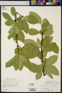 Sideroxylon lycioides image