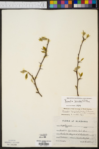 Sideroxylon lycioides image