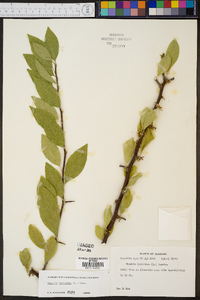 Sideroxylon lycioides image