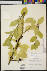 Sideroxylon lycioides image