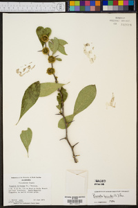 Sideroxylon lycioides image