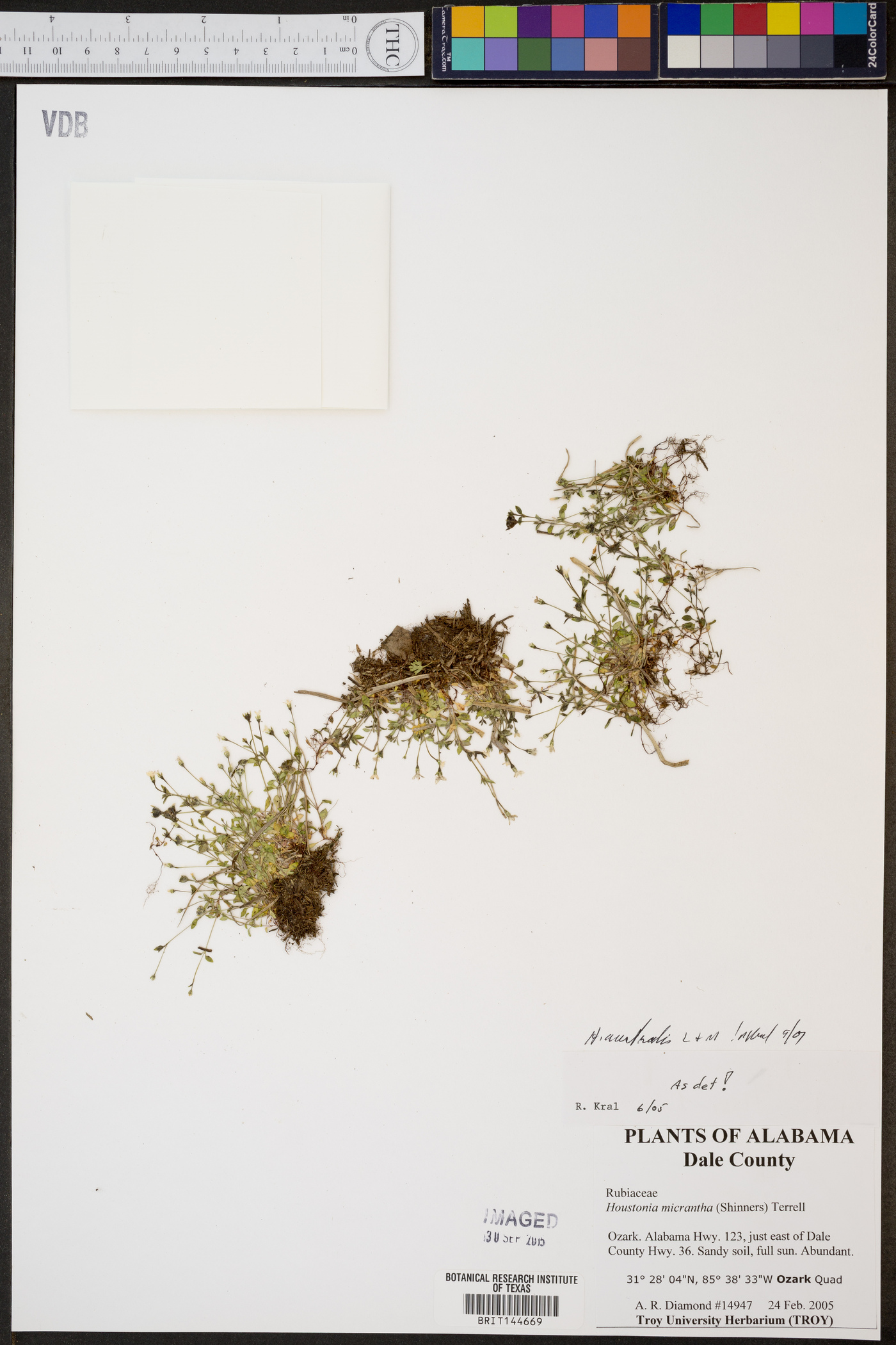 Stenotis australis image