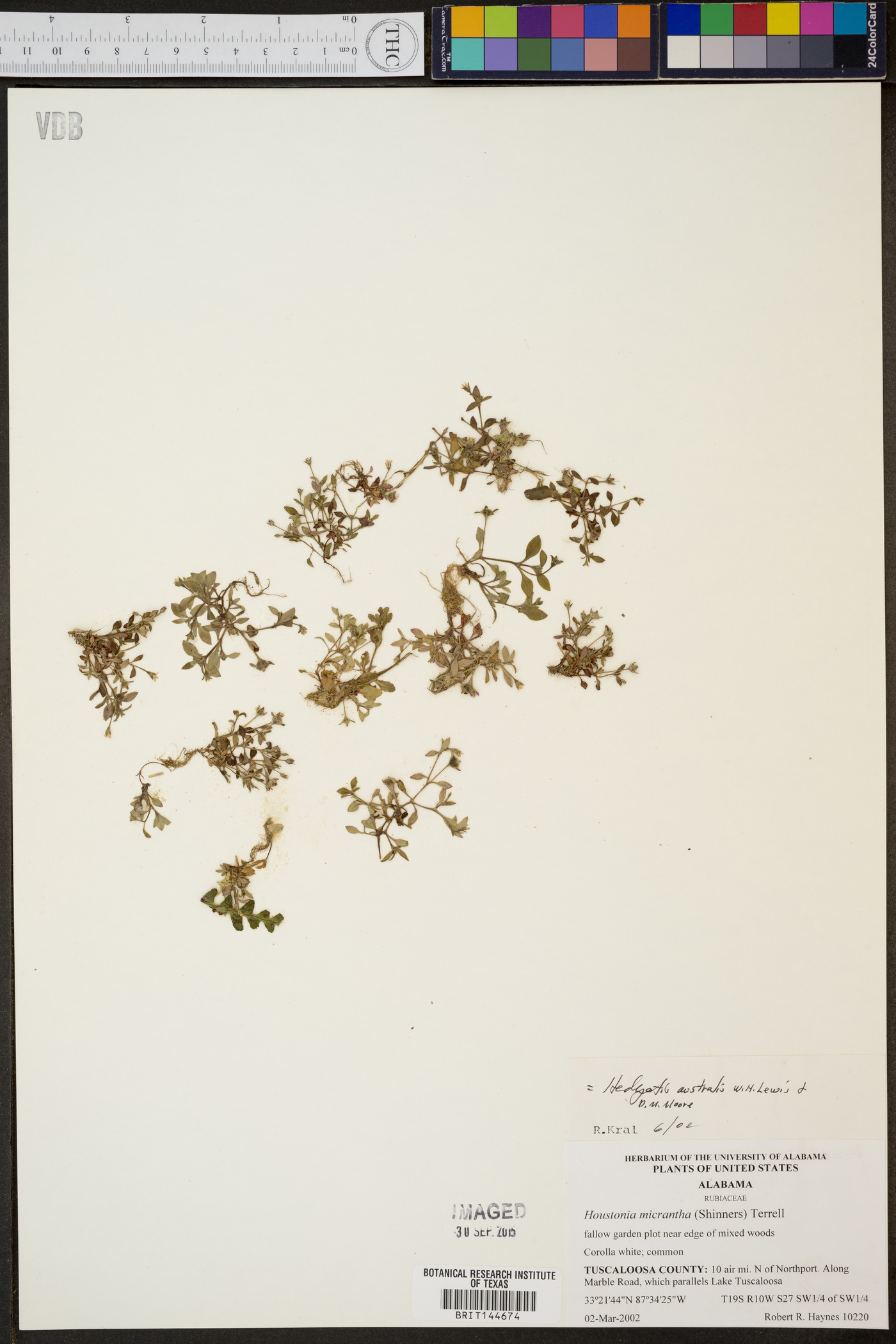 Hedyotis australis image