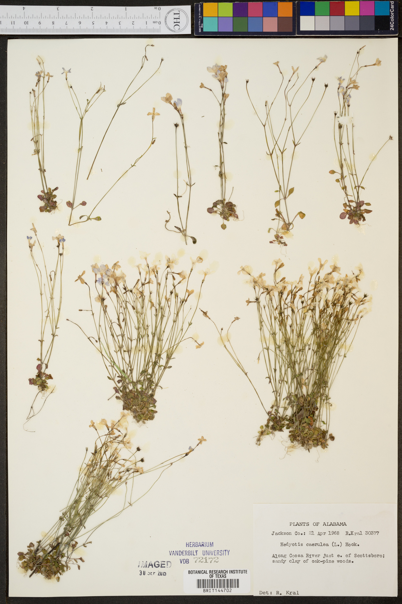 Hedyotis caerulea image