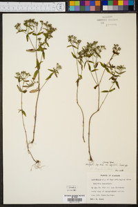 Hedyotis longifolia var. longifolia image