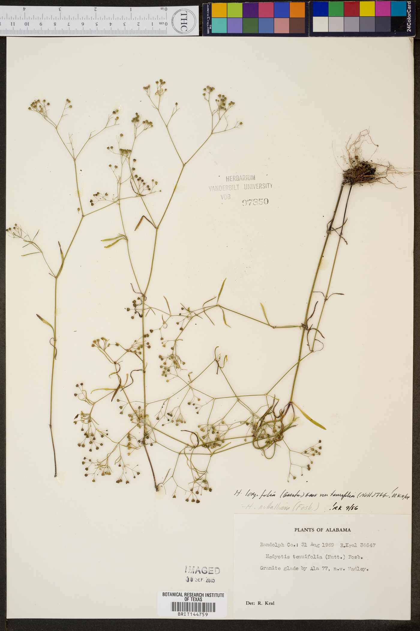 Hedyotis longifolia var. tenuifolia image