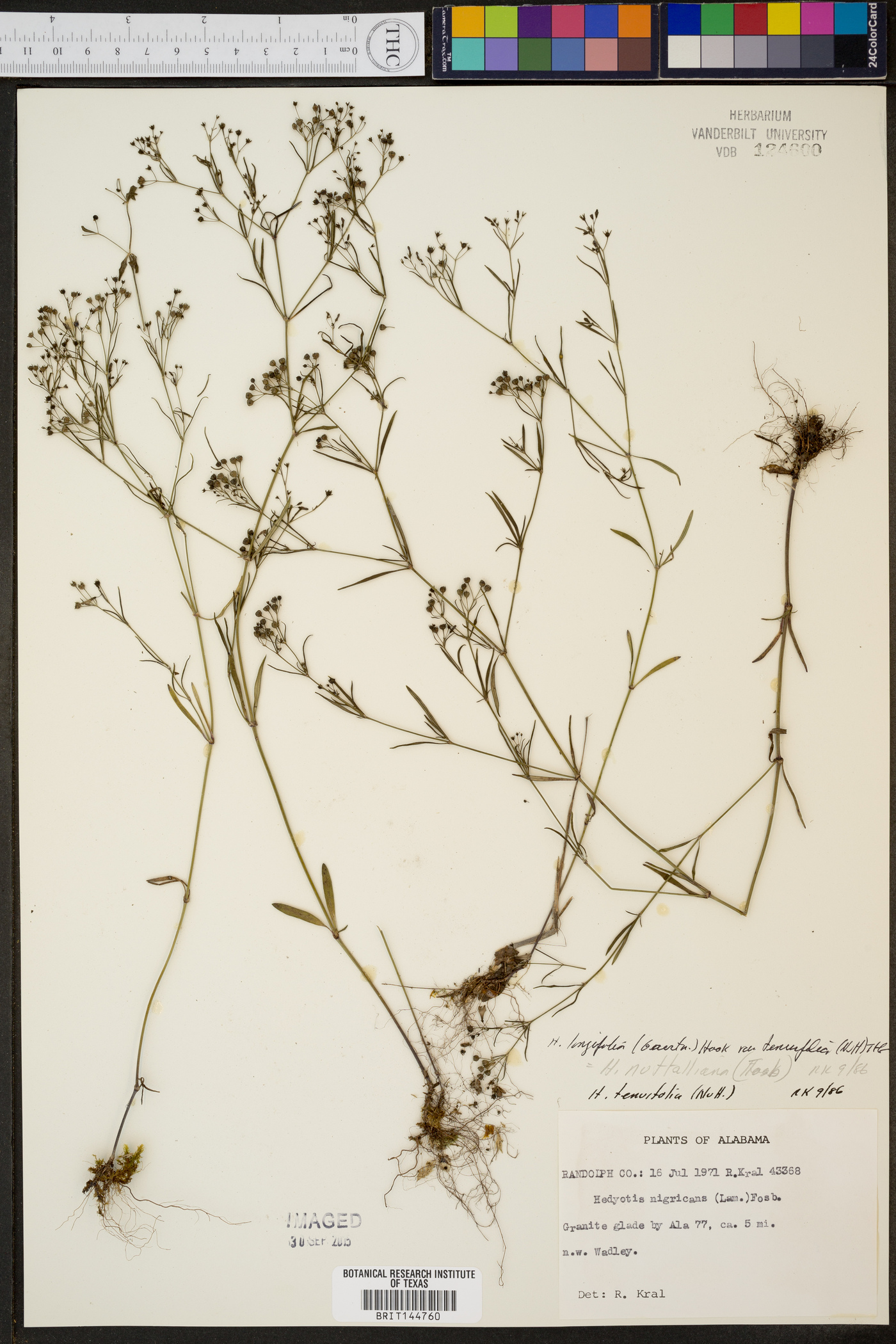 Hedyotis longifolia var. tenuifolia image