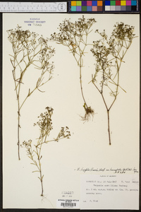 Hedyotis longifolia image