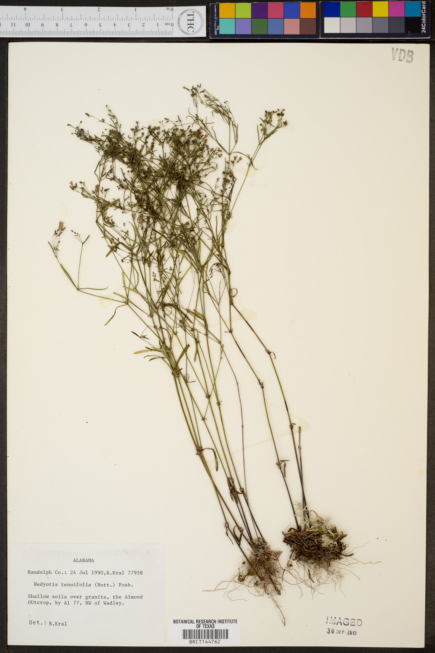 Oldenlandia galioides image