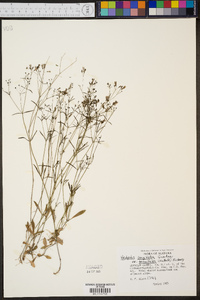 Hedyotis longifolia image