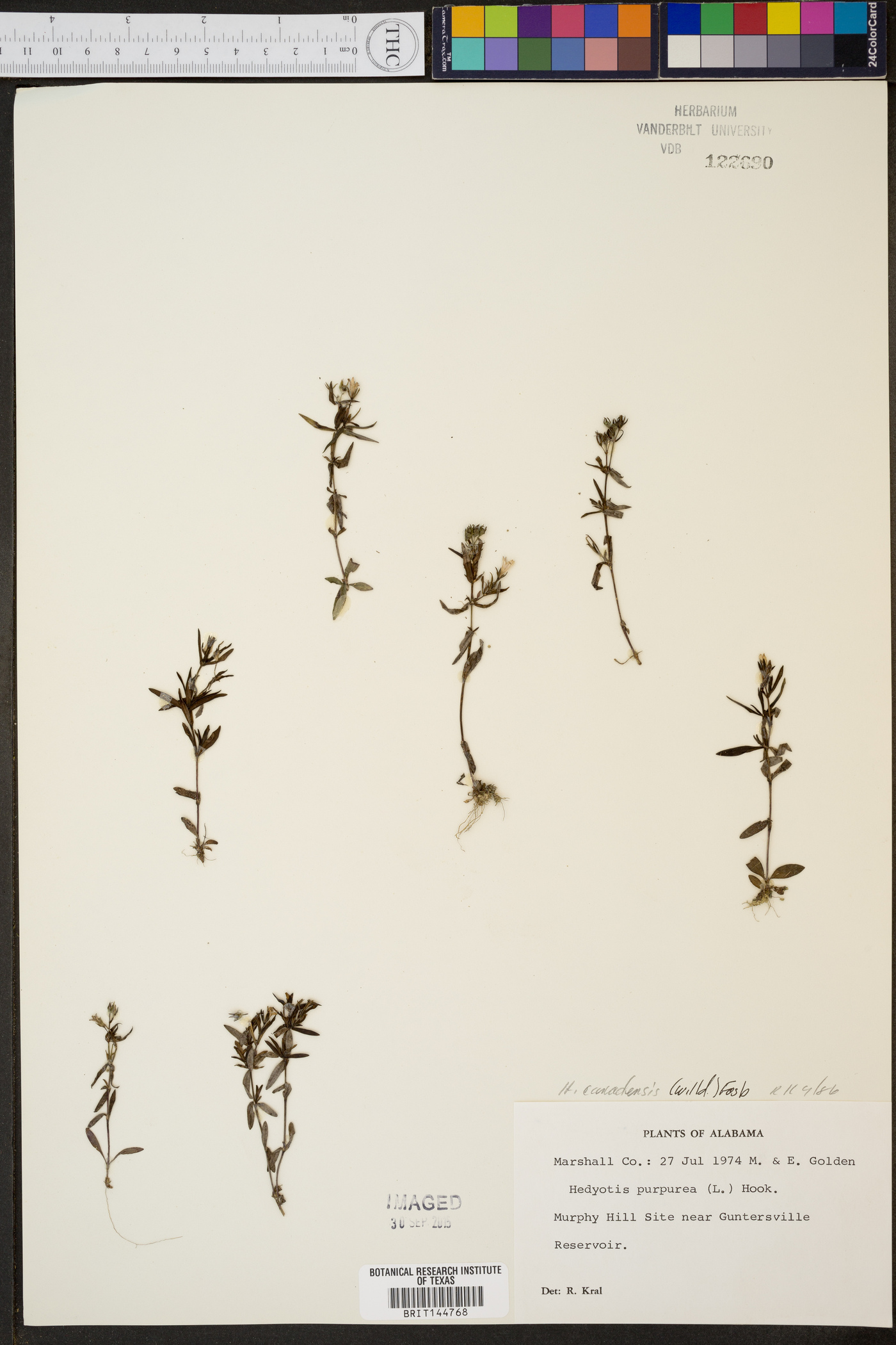 Hedyotis canadensis image