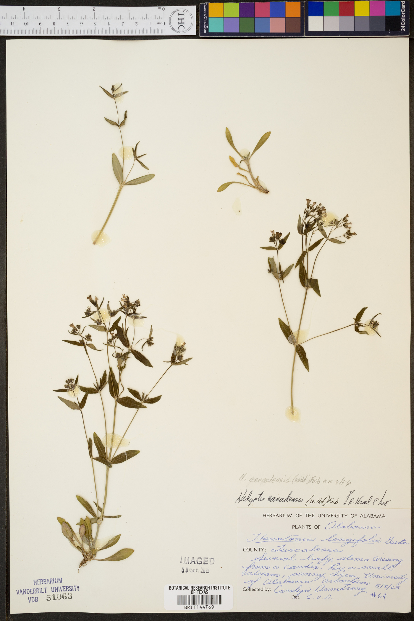 Hedyotis canadensis image