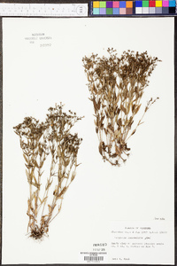 Hedyotis lanceolata image