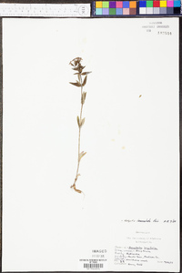 Hedyotis lanceolata image