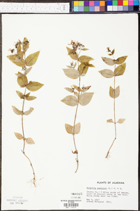 Hedyotis purpurea image