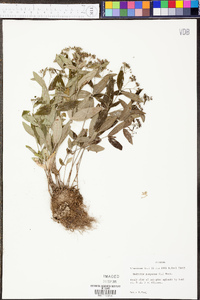 Hedyotis purpurea image