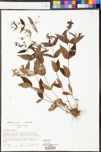 Hedyotis purpurea image