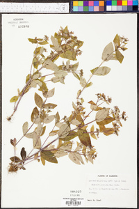 Hedyotis purpurea image