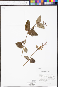 Hedyotis purpurea image