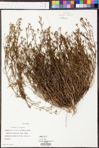 Stenaria nigricans image