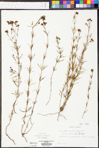 Stenaria nigricans var. nigricans image