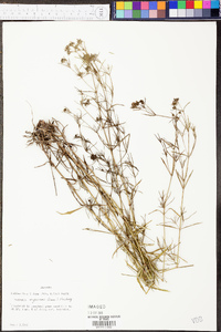 Stenaria nigricans var. nigricans image