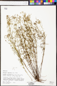 Stenaria nigricans var. nigricans image