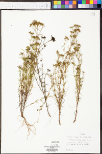 Stenaria nigricans var. nigricans image