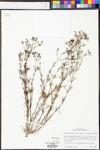 Stenaria nigricans var. nigricans image