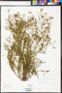 Stenaria nigricans var. nigricans image