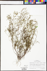 Stenaria nigricans var. nigricans image