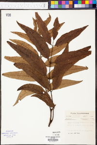 Carya aquatica image