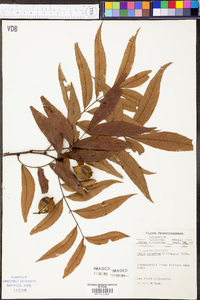Carya aquatica image