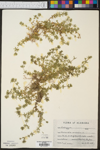 Sherardia arvensis image