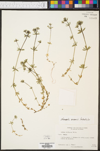 Sherardia arvensis image