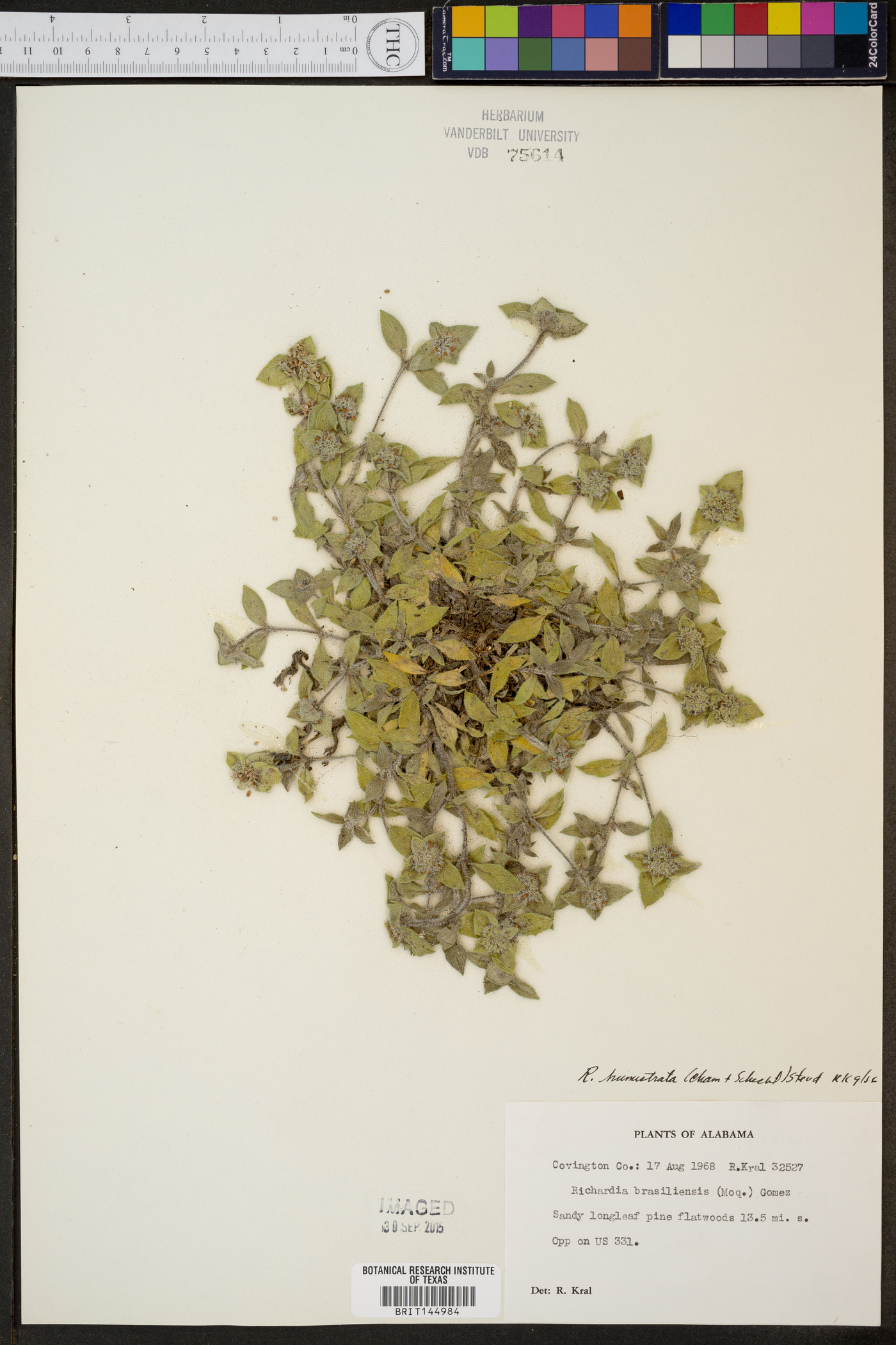 Richardia humistrata image