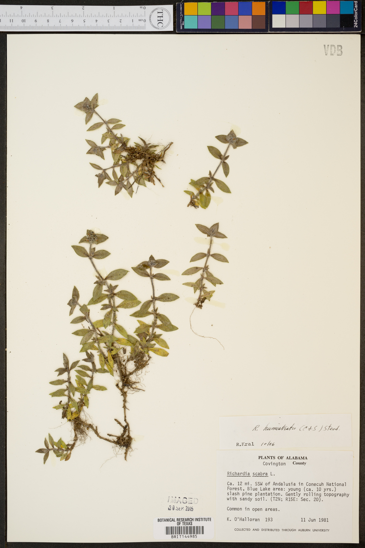 Richardia humistrata image