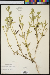 Richardia scabra image