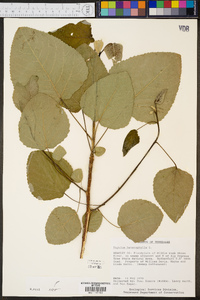 Populus heterophylla image