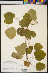 Populus grandidentata image