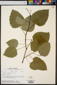 Populus grandidentata image