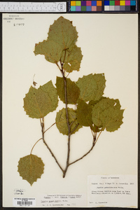 Populus grandidentata image