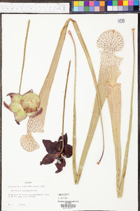 Sarracenia leucophylla image