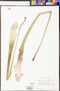 Sarracenia drummondii image