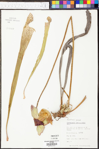 Sarracenia leucophylla image